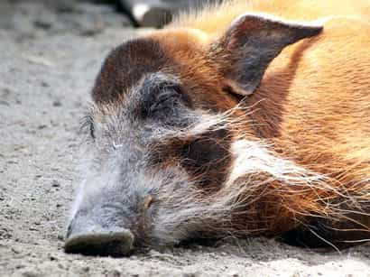 動物図鑑・アカカワイノシシ